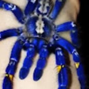 Meet your Posher, Aviv